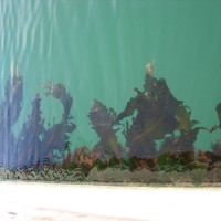 Japanese Kelp / Wakame
